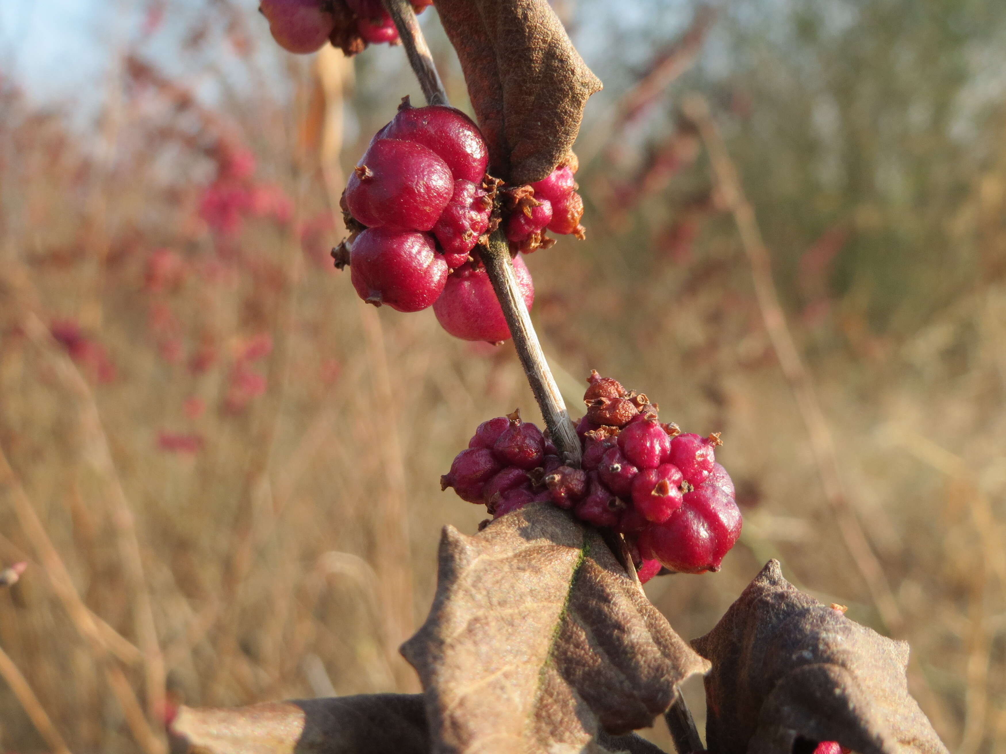 Image of coralberry