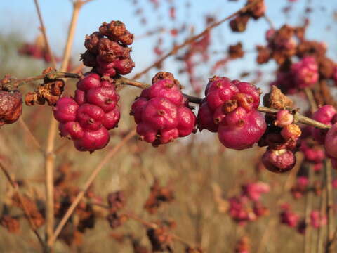 Sivun Symphoricarpos orbiculatus Moench kuva