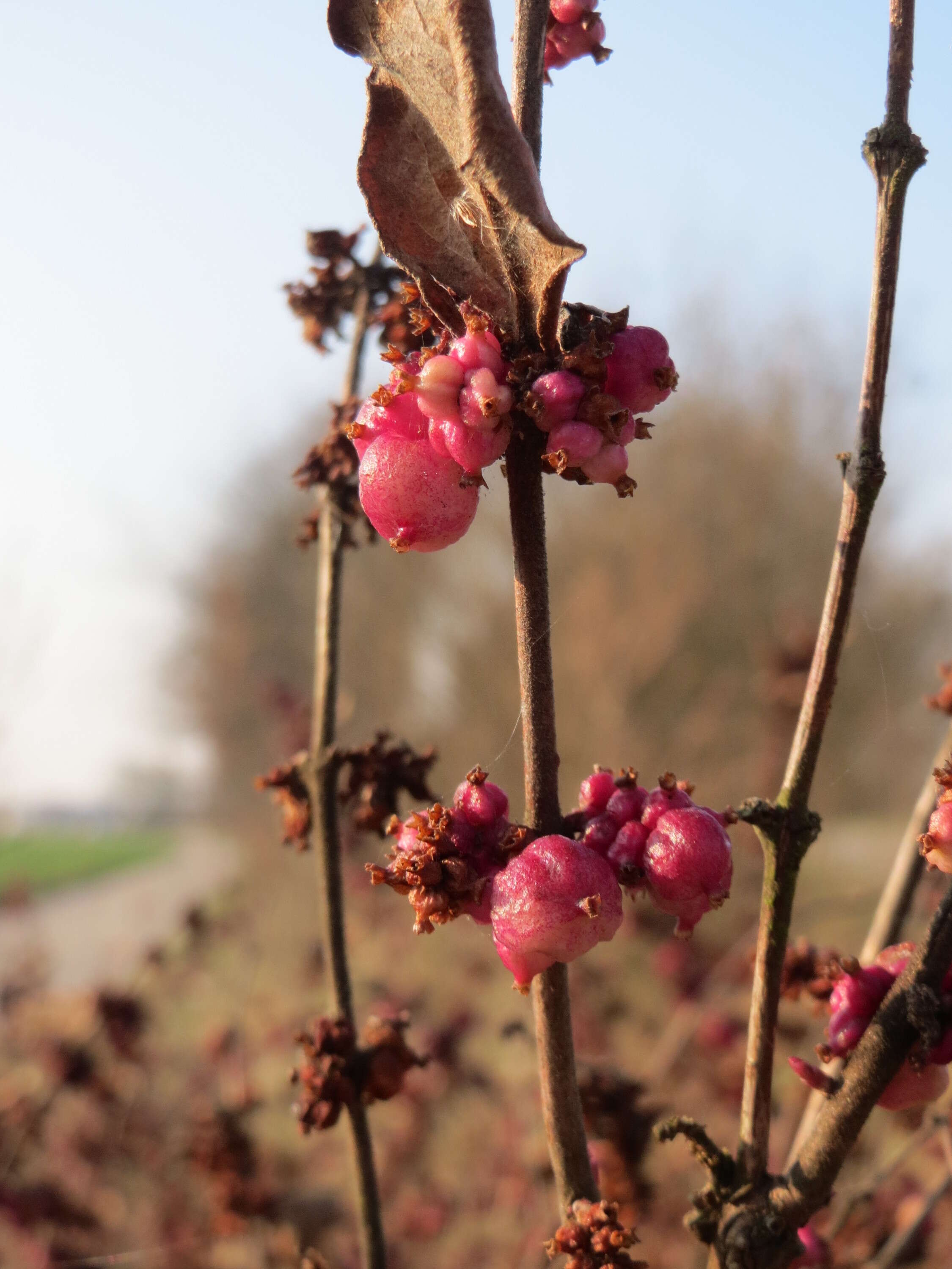 Sivun Symphoricarpos orbiculatus Moench kuva