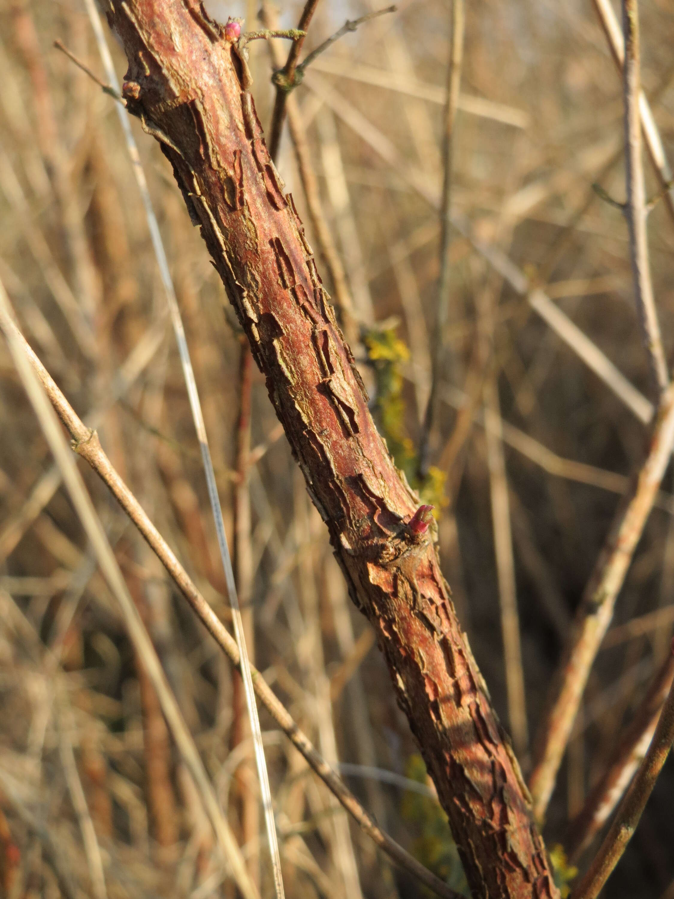 Sivun Symphoricarpos orbiculatus Moench kuva