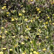 Plancia ëd Xerochrysum bracteatum (Vent.) Tzvelev