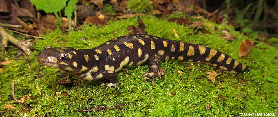 Imagem de Ambystoma tigrinum (Green 1825)