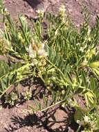 Image of Astragalus vagus (Clos) Reiche
