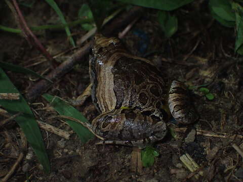 Image of Beautiful Pygmy Frog