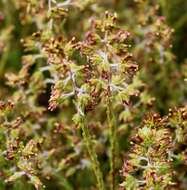 Imagem de Elytropappus gnaphaloides (L. fil.) Levyns