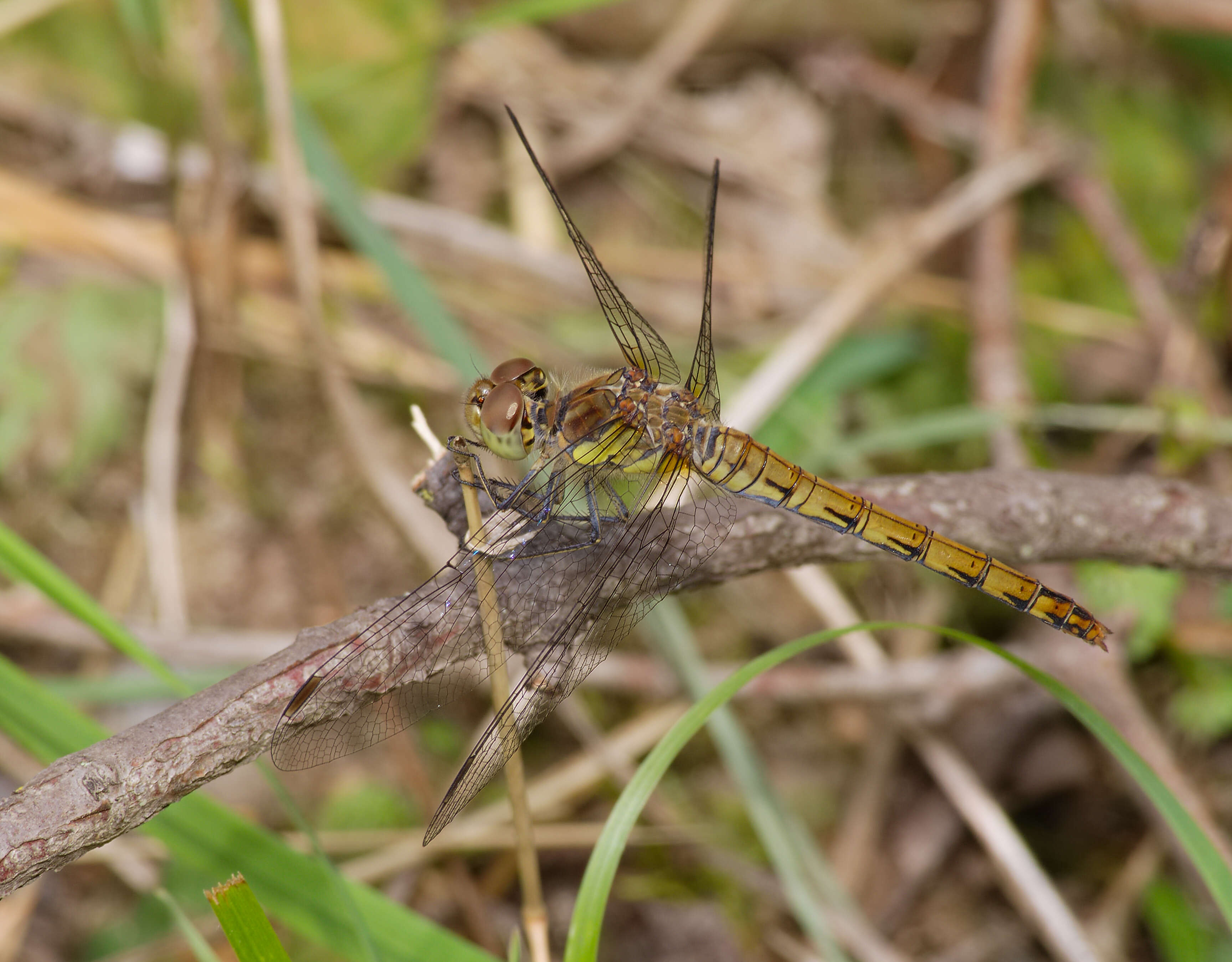 Image of Common Darter