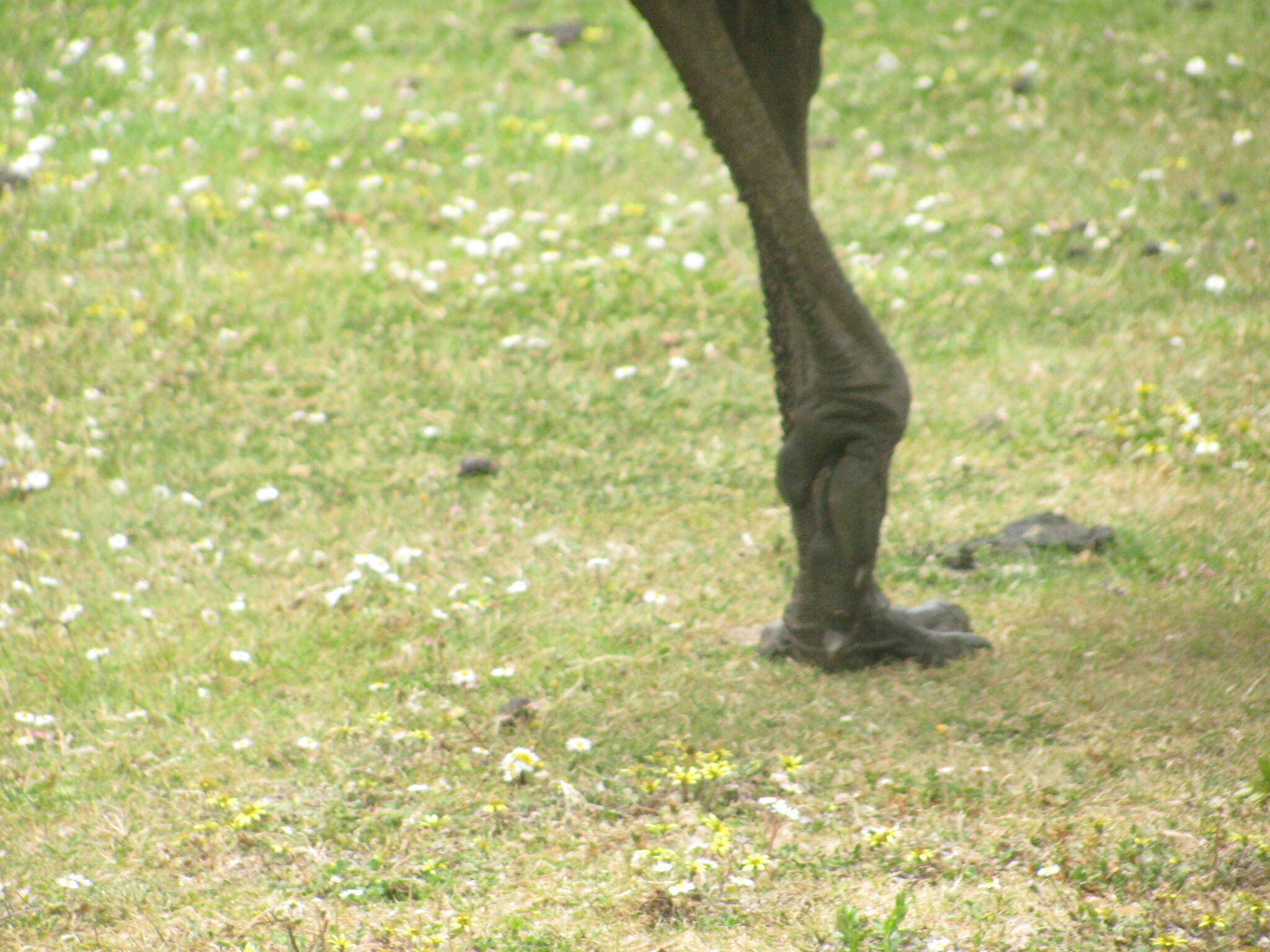 Image of cassowaries and relatives