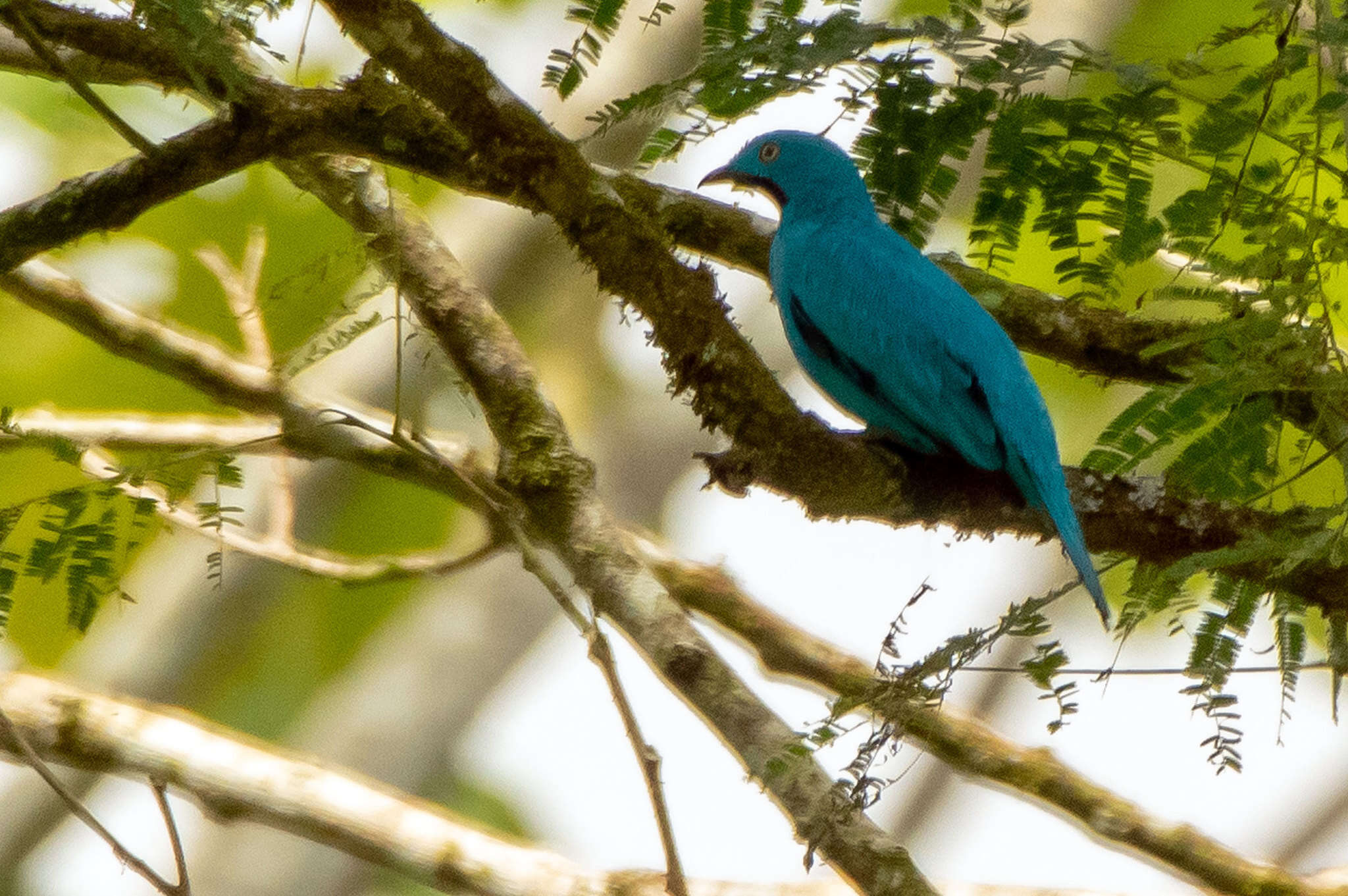 Слика од Cotinga maynana (Linnaeus 1766)