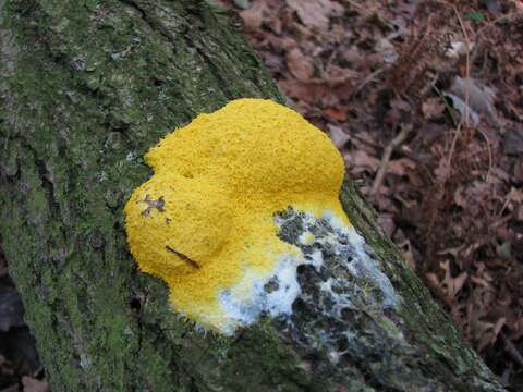 Image of Dog vomit slime mold