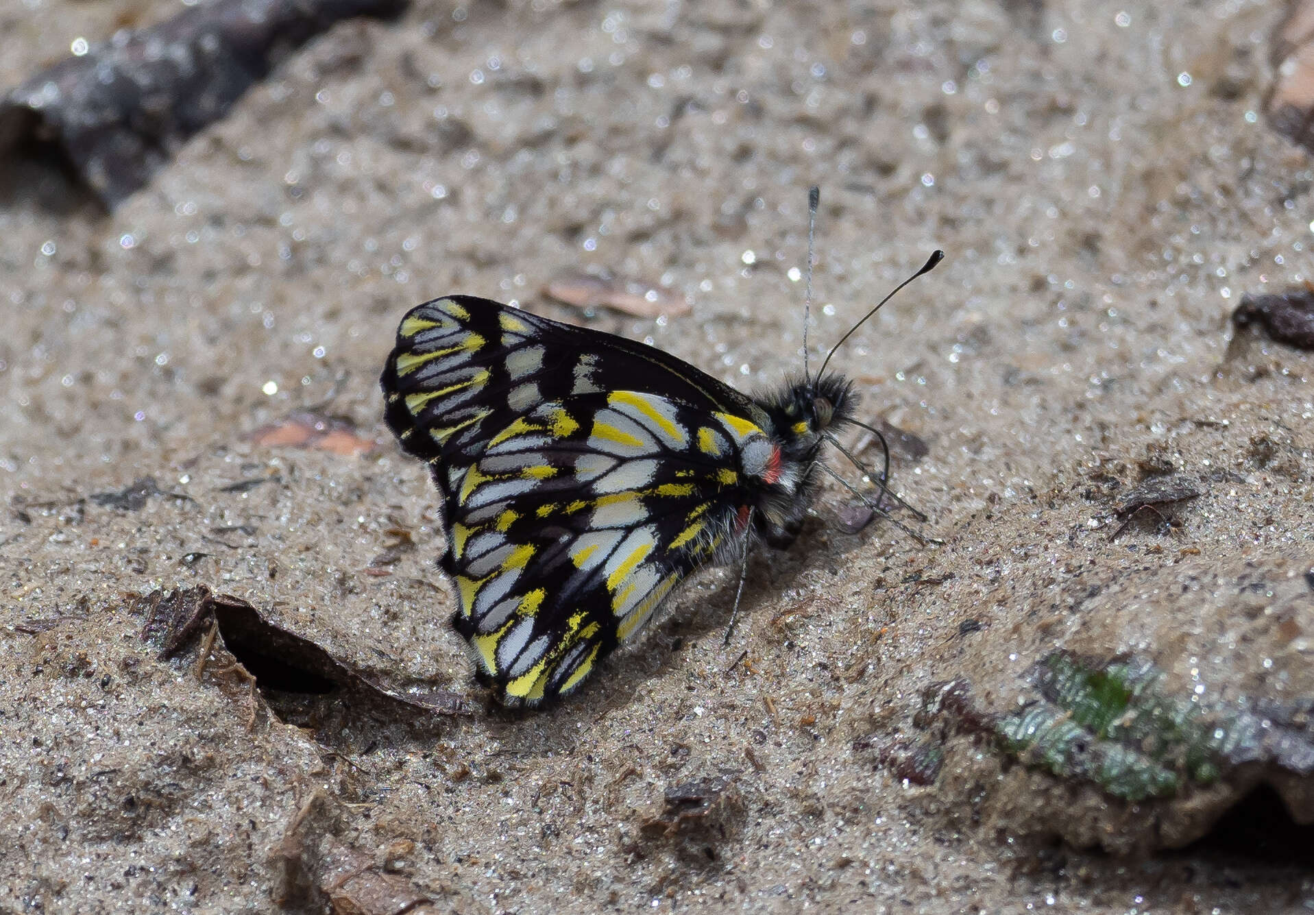 Image of Catasticta susiana (Hopffer 1874)