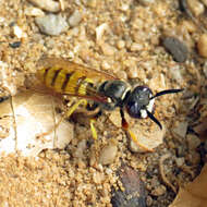 Imagem de Philanthus triangulum (Fabricius 1775)