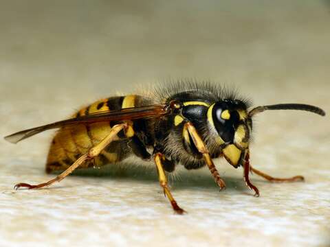 Image of Common wasp