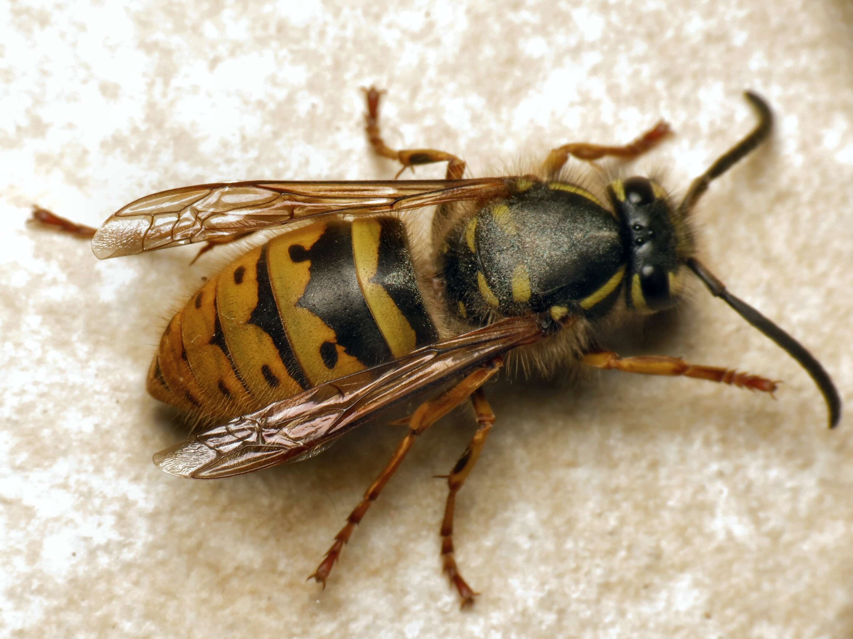 Image of Common wasp