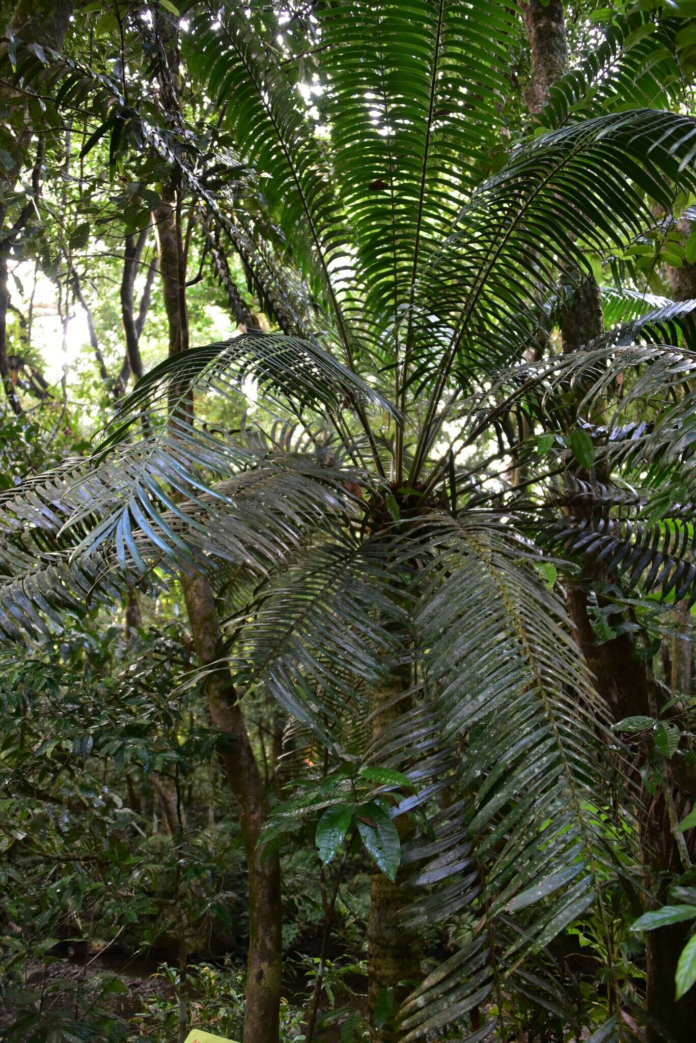 Image of Lepidozamia hopei Regel