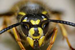 Image of Common wasp