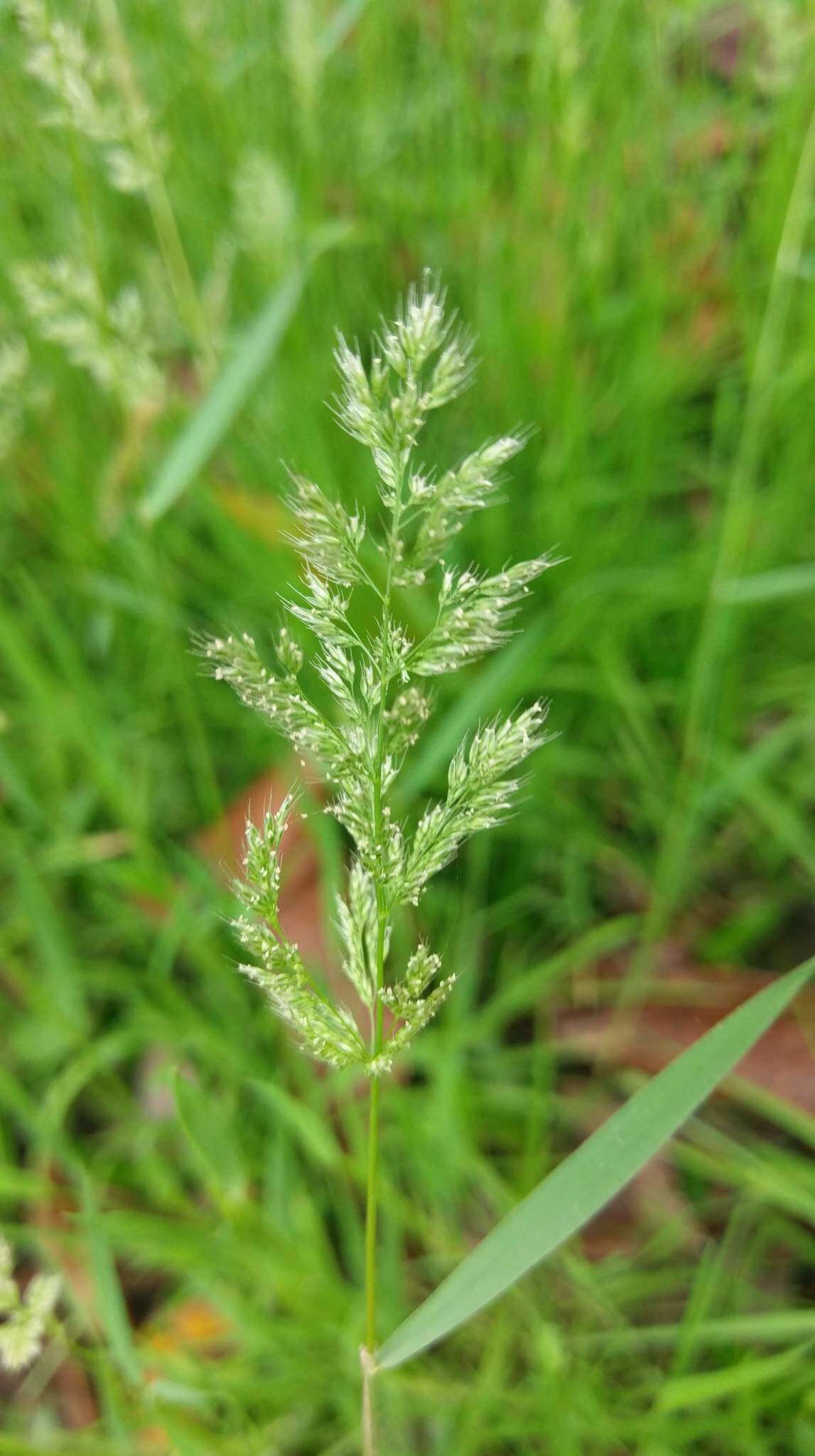 Слика од Polypogon fugax Nees ex Steud.