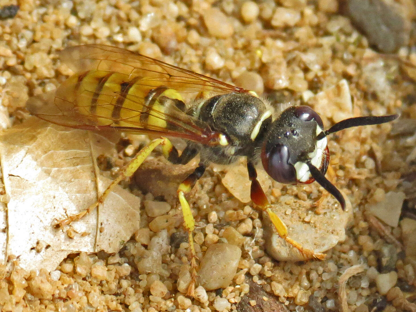 Imagem de Philanthus triangulum (Fabricius 1775)