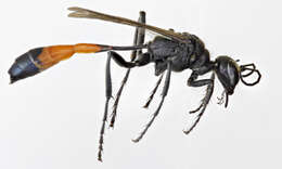 Image of Ammophila sabulosa (Linnaeus 1758)