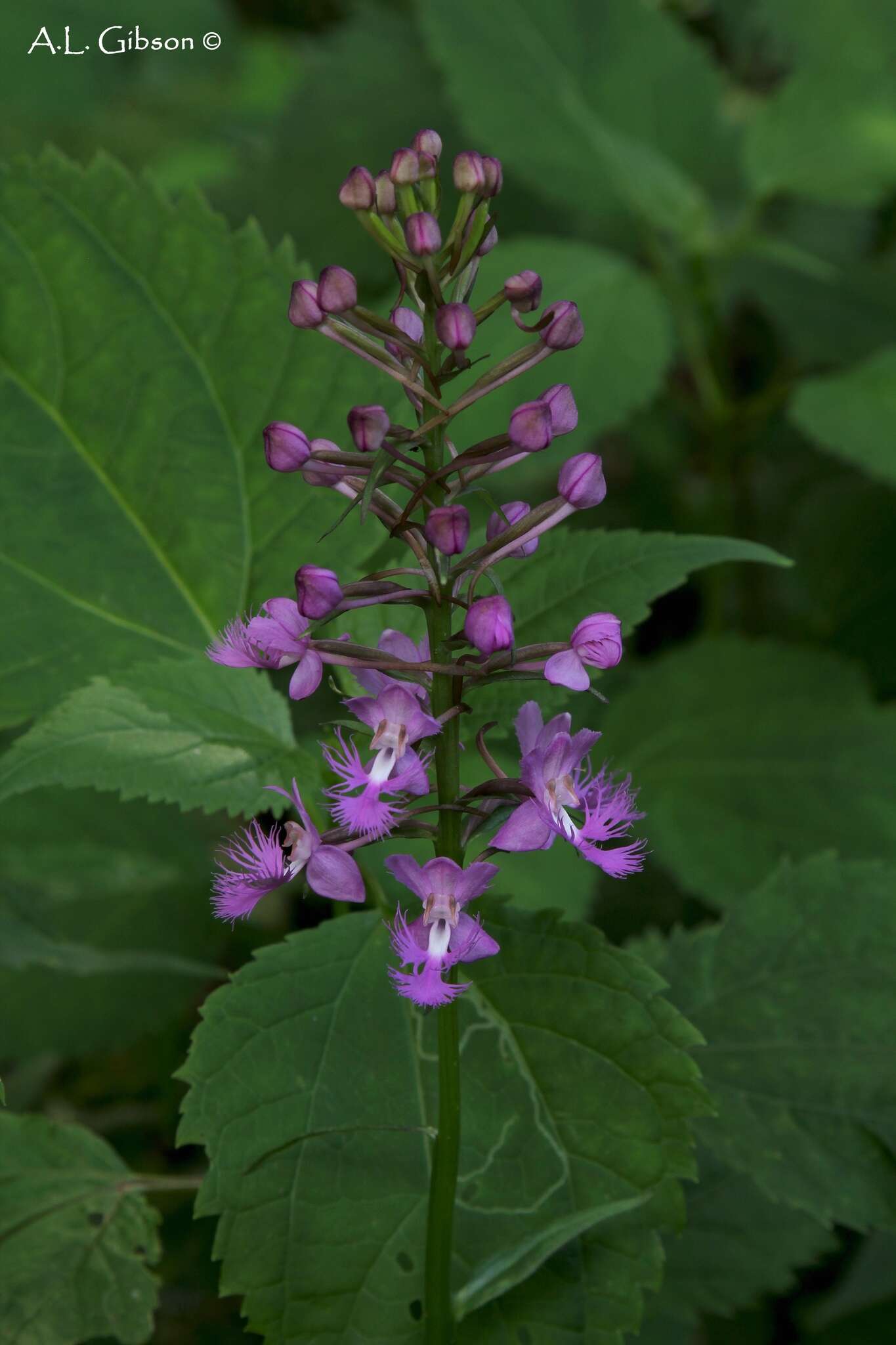 Image de Platanthera shriveri P. M. Br.