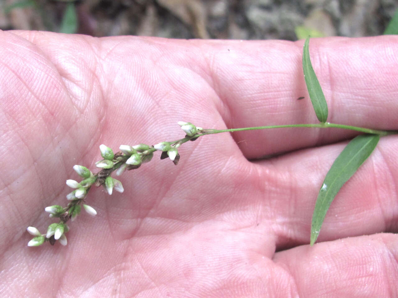 Image of Dotted Smartweed