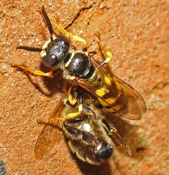 Imagem de Philanthus triangulum (Fabricius 1775)