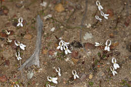 Image de Stylidium decipiens (Carlquist) Wege