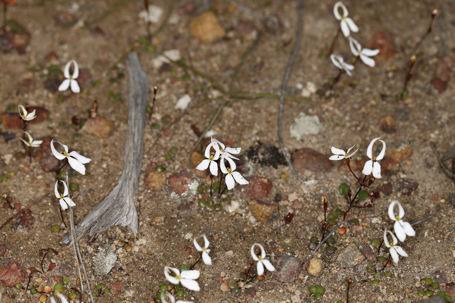 Image de Stylidium decipiens (Carlquist) Wege