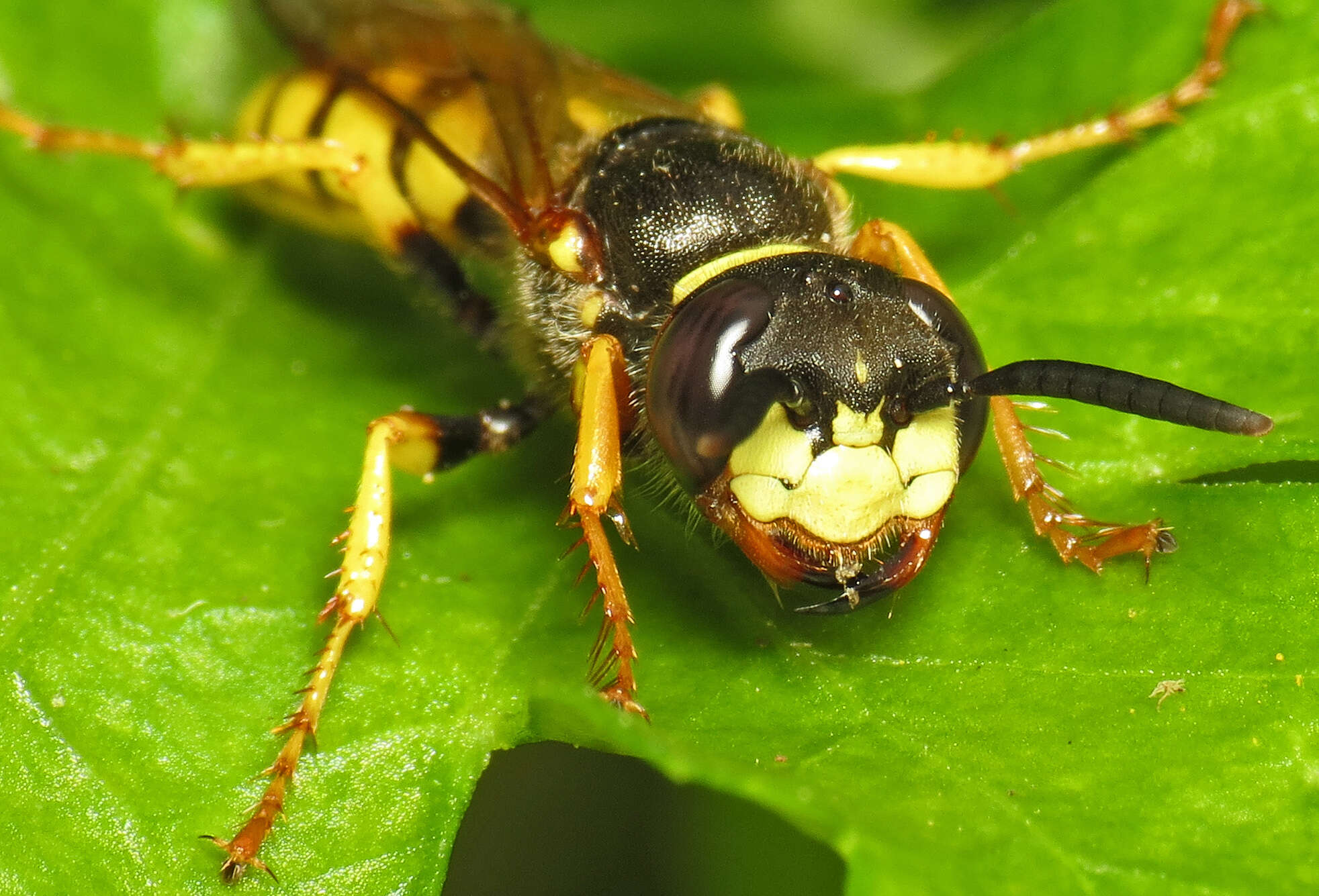 Imagem de Philanthus triangulum (Fabricius 1775)