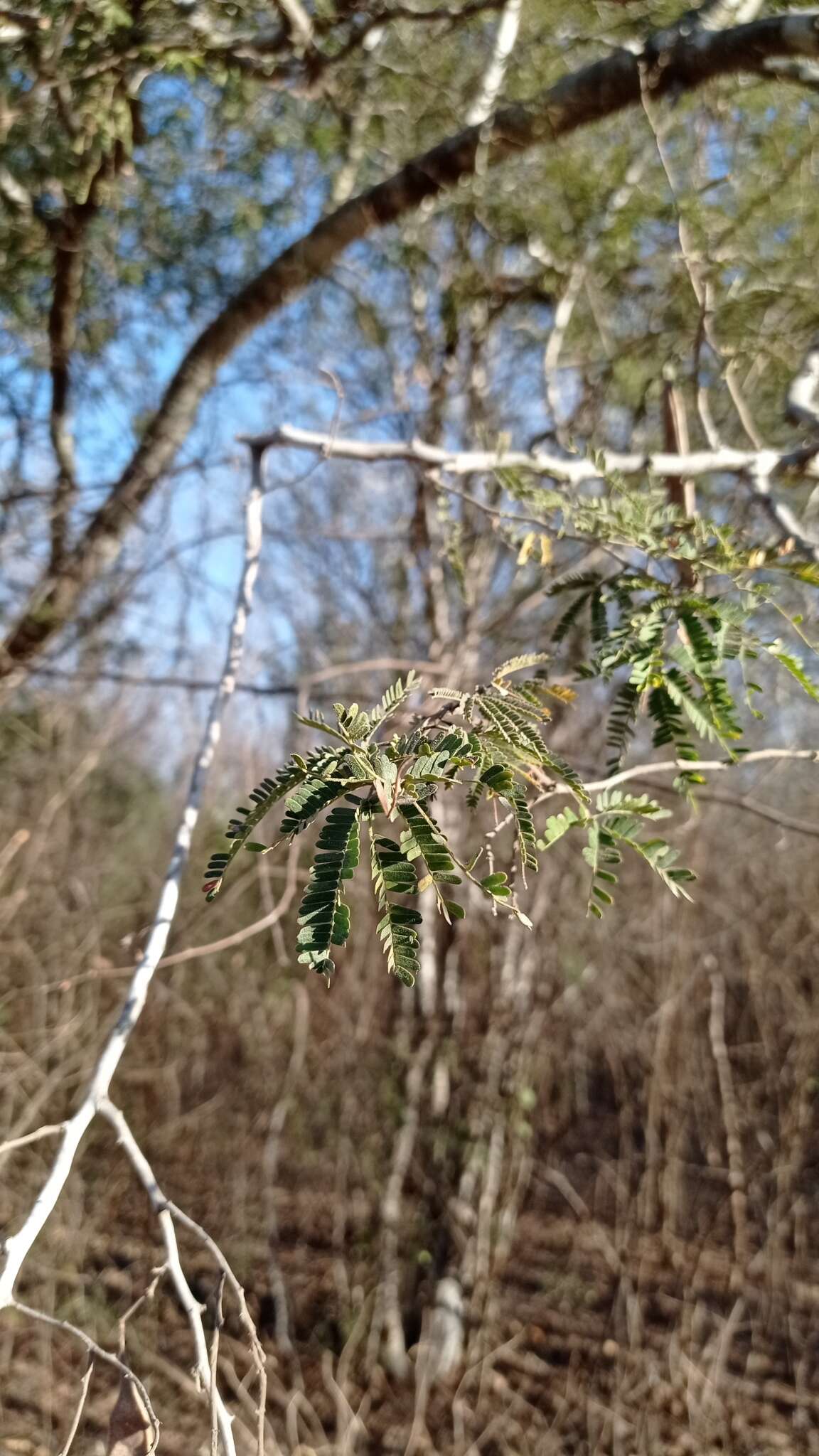 Image of Havardia sonorae (S. Watson) Britton & Rose