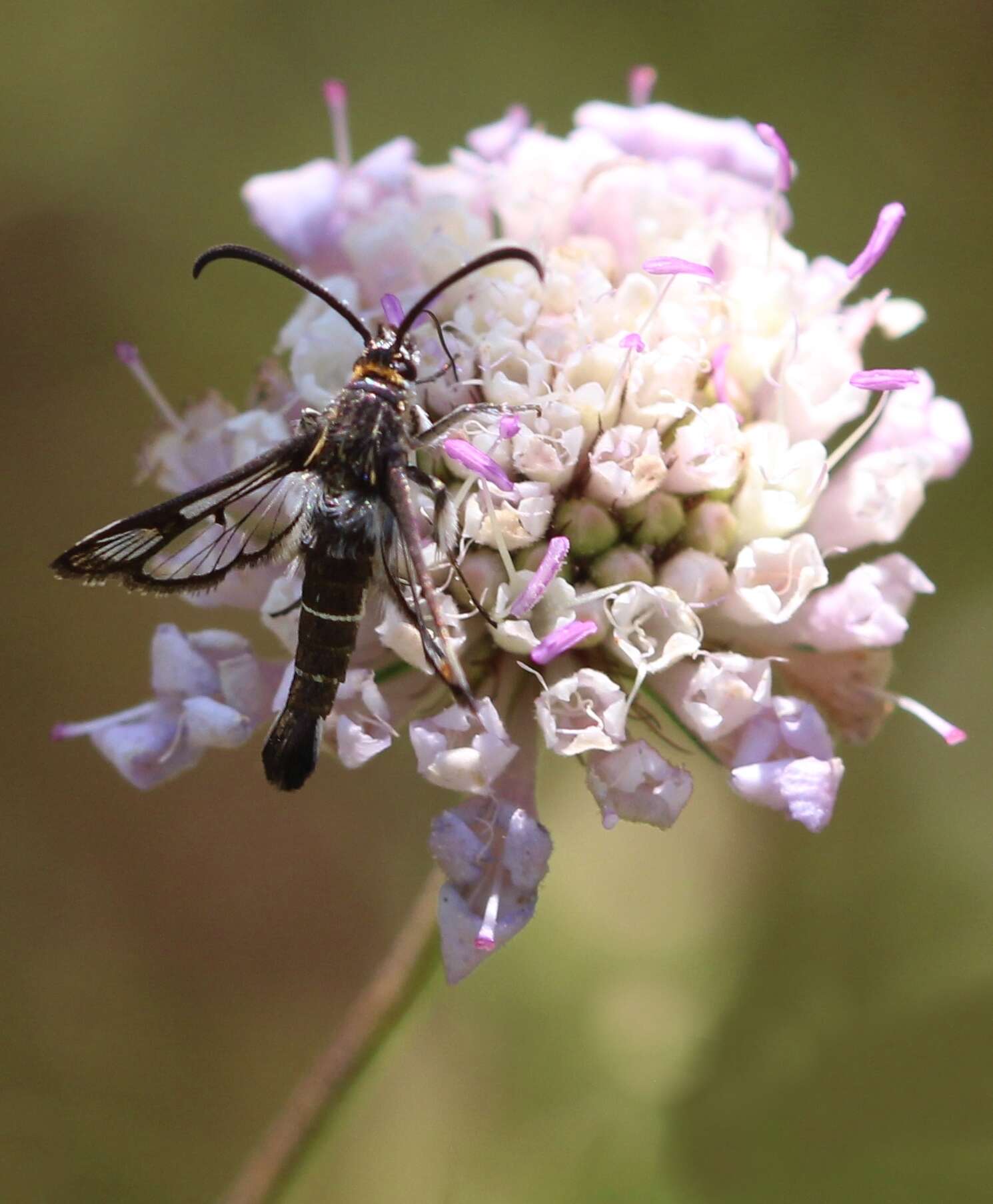 Image of Pyropteron leucomelaenum (Zeller 1847)