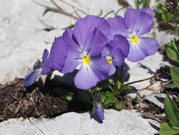 Imagem de Viola calcarata subsp. calcarata