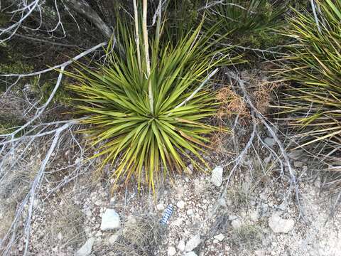 Image of San Angelo yucca