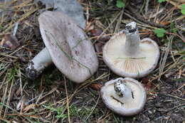 Image of Lactarius flexuosus (Pers.) Gray 1821