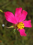 Image of wild cosmos