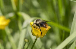 Image of Bombus pyrenaeus Pérez 1879