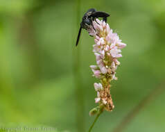 Image of Pink Knotweed