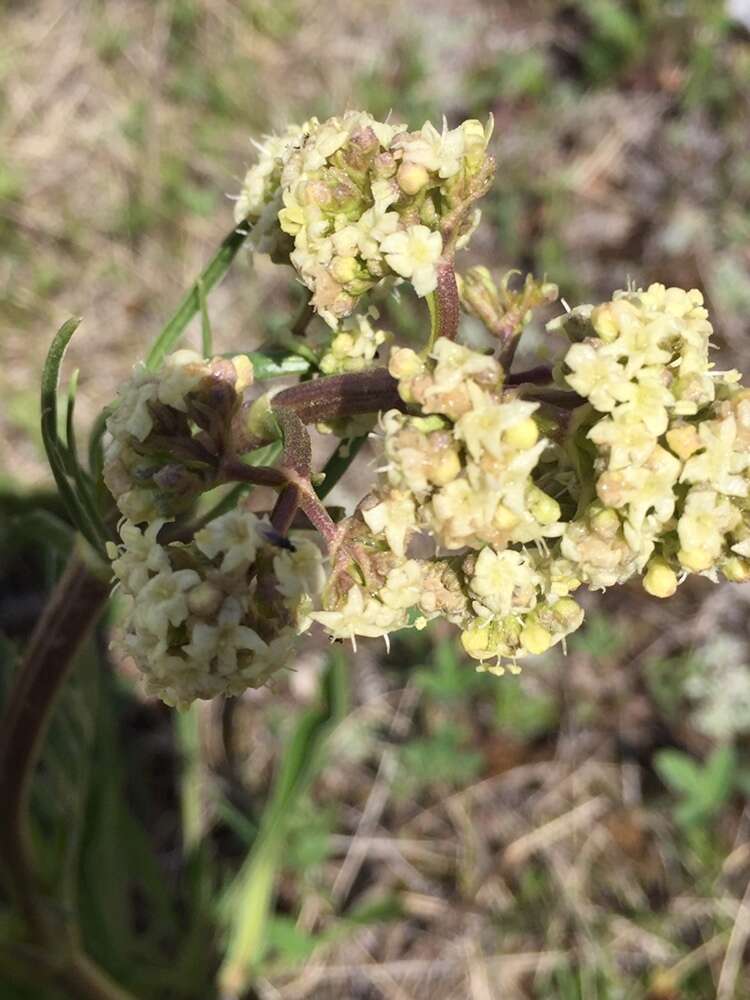 Image of <i>Valeriana <i>edulis</i></i> var. edulis