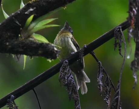 Image of Fulvous-breasted Flatbill