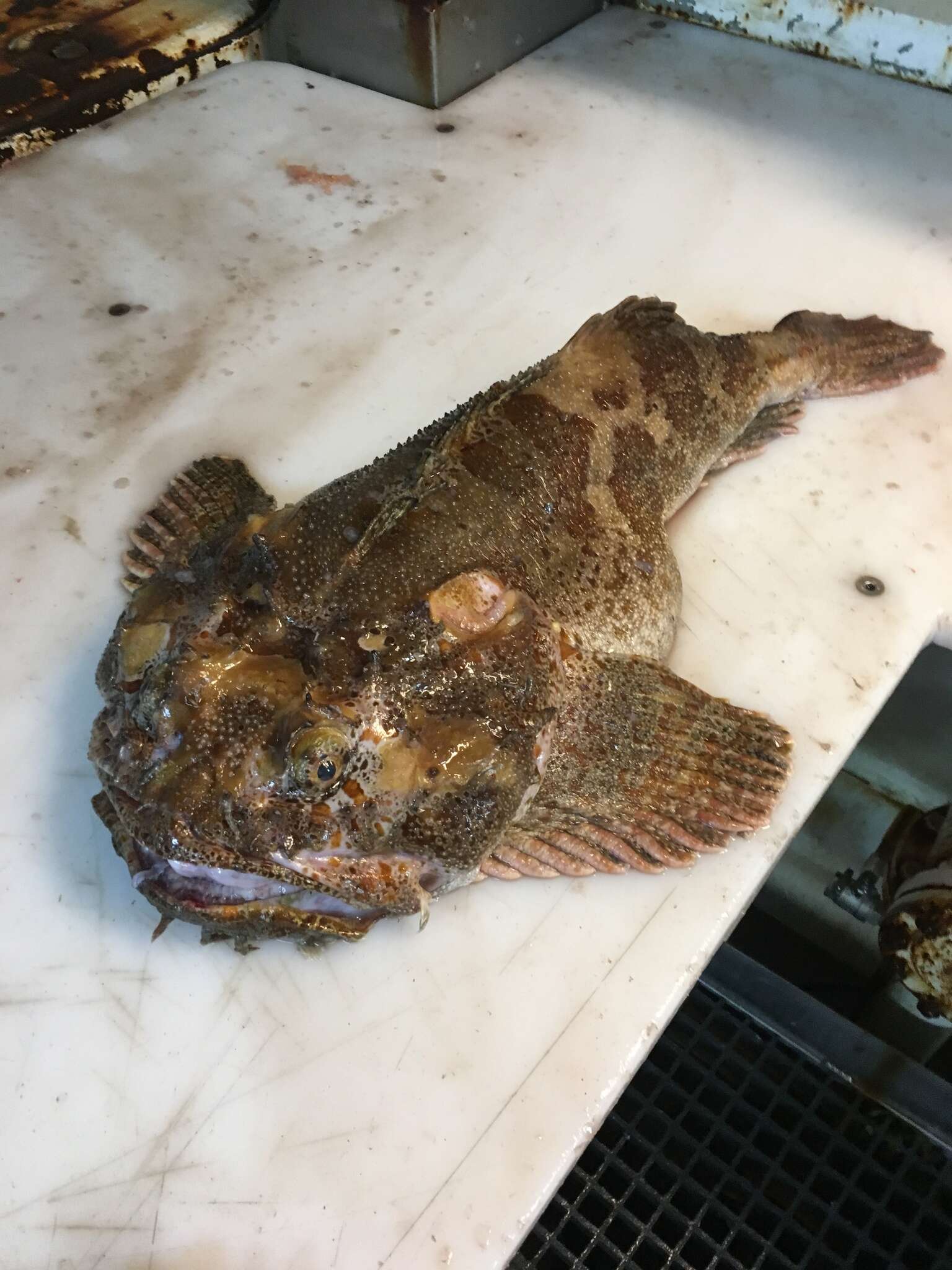 Image of Bigmouth sculpin