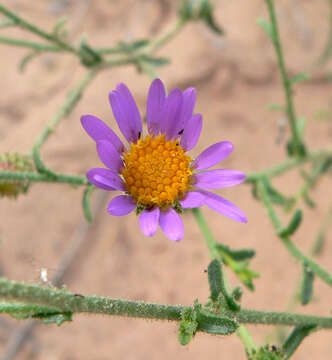 Image of Hoar False Tansy-Aster