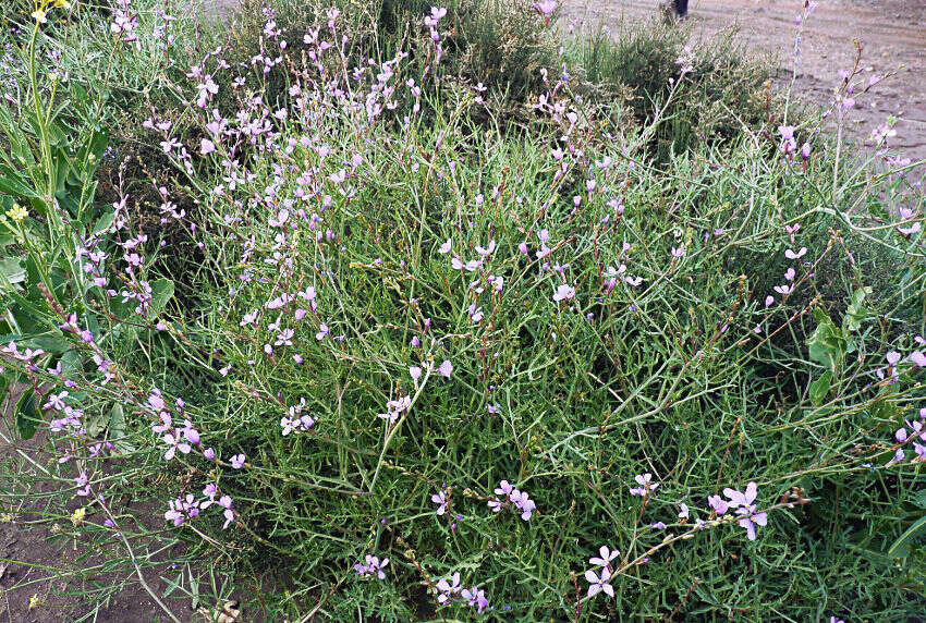 Image de Erucaria erucarioides (Coss. & Durieu) Müll. Berol.