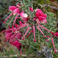 Image of Grevillea lanigera A. Cunn. ex R. Br.