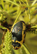 Image of Pachnoda sinuata (Fabricius 1775)