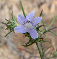 Image de Eriastrum