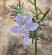 Image of desert woollystar