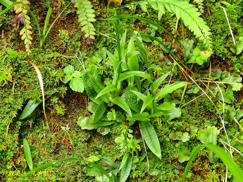 Image of Platanthera formosana (T. P. Lin & K. Inoue) Efimov