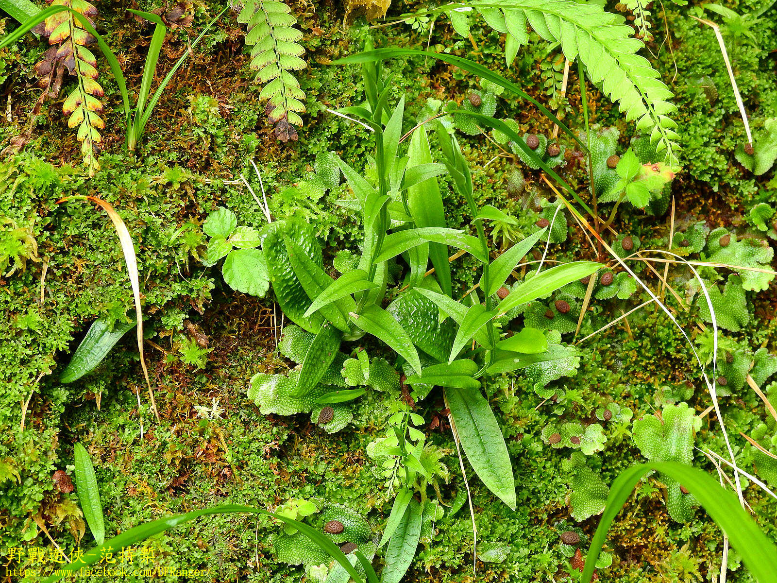 Imagem de Platanthera formosana (T. P. Lin & K. Inoue) Efimov