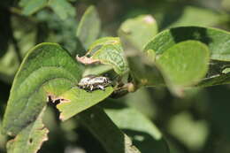 Image of Apateticus (Apateticus) lineolatus (Herrich-Schaeffer 1840)