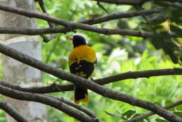 Image of Black-hooded Oriole