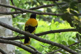 Image of Black-hooded Oriole